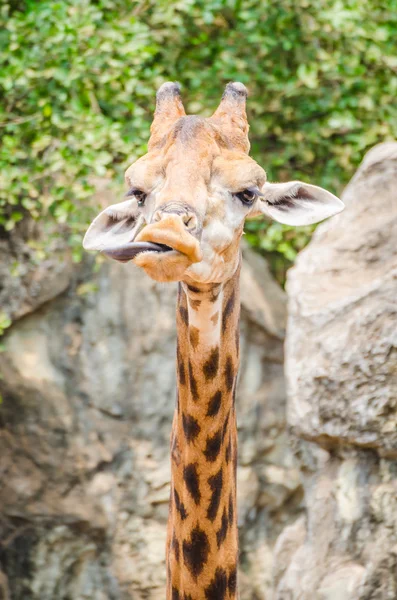 Giraffe — Stock Photo, Image