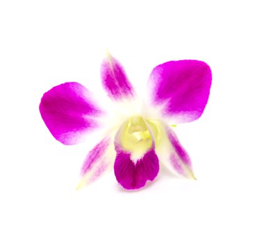 Orkide çiçek