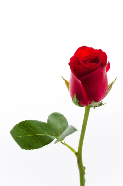 Rote Rose — Stockfoto