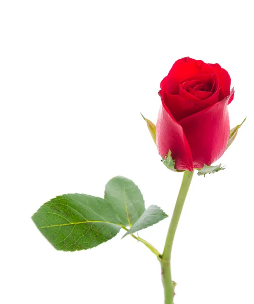 Rote Rose — Stockfoto