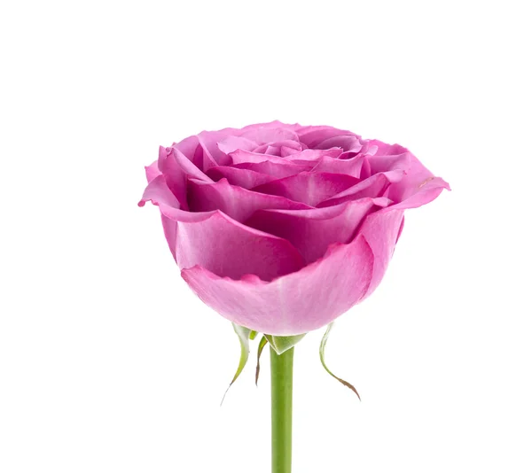 Rosa Ros — Stockfoto