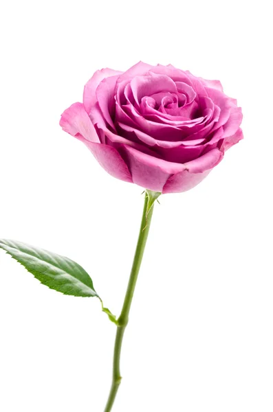 Pink rose — Stock Photo, Image