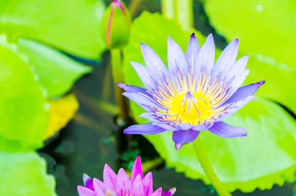 Lotus çiçeği. — Stok fotoğraf