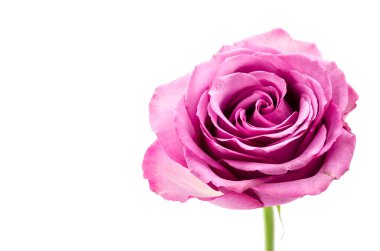 Pembe gül beyaz üzerine izole