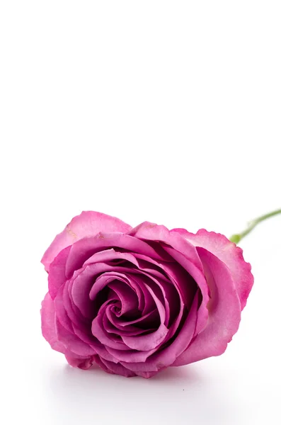 Pink rose isolated on white — Stock Photo, Image