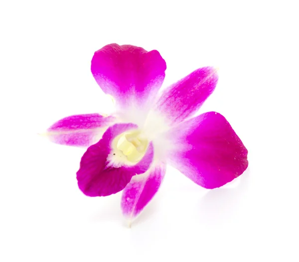 Orquídea púrpura flor aislado fondo blanco —  Fotos de Stock