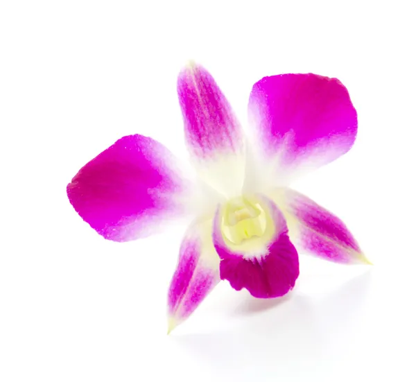 Orchidée violette fleur isolé fond blanc — Photo