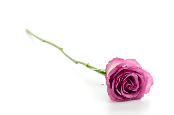 Pink rose isolated on white — Stock Photo, Image