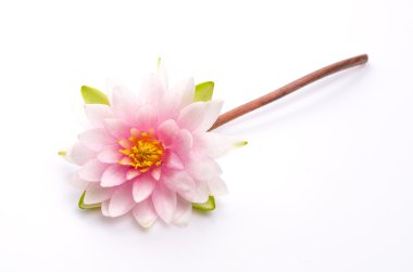 Lotus izole çiçek beyaz arka plan