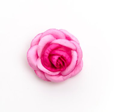 Pembe Gül beyaz arkaplanda izole edildi