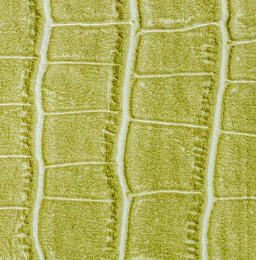 yeşil deri dokusu arkaplanı