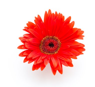 Gerbera