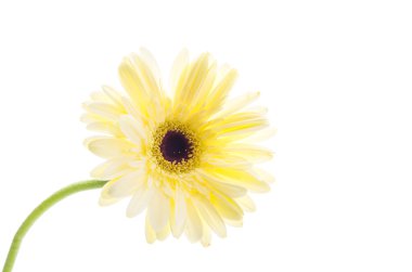 Gerbera