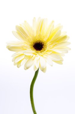 Gerbera