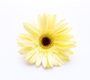 Gerbera
