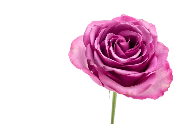 Rose rose isolé sur blanc — Photo