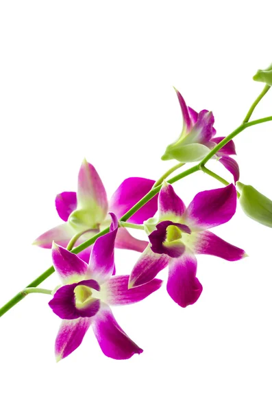 Орхидея изолированный белый фон — стоковое фото