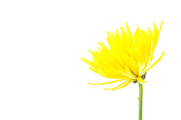 Flor amarilla aislada sobre fondo blanco — Foto de Stock