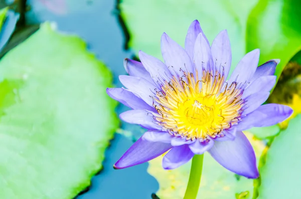 Flor de lótus — Fotografia de Stock