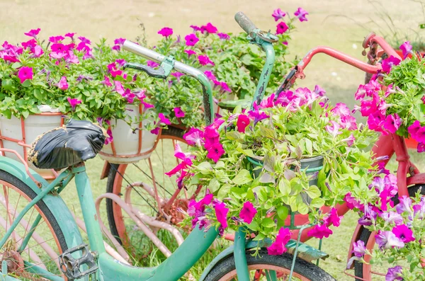 Ποδήλατο λουλούδι — Φωτογραφία Αρχείου