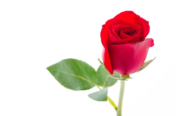 Rote Rose — Stockfoto