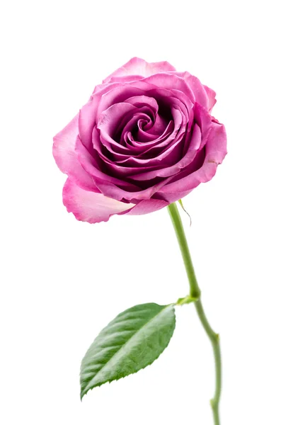 Rosa ros isolerad på vit — Stockfoto