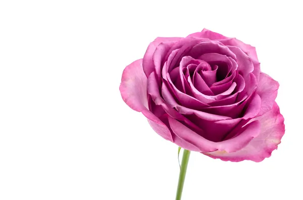 Rosa ros isolerad på vit — Stockfoto