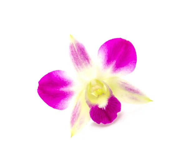 Orchidée violette fleur isolé fond blanc — Photo