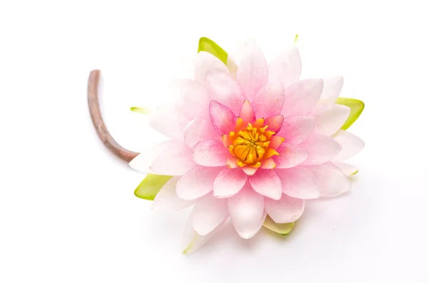 Lotus λουλούδι απομονωθεί λευκό φόντο — Φωτογραφία Αρχείου