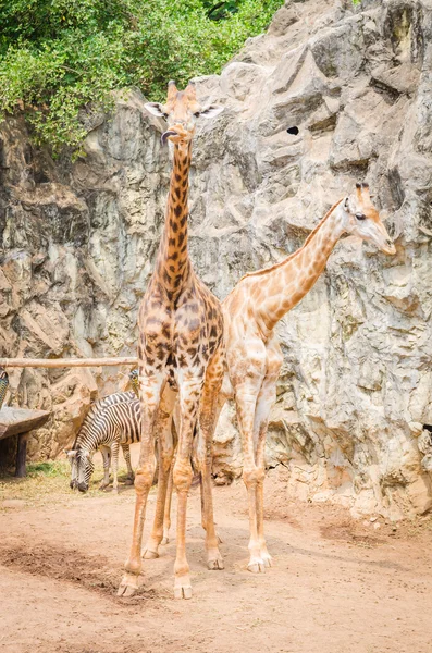 Giraffe — Stockfoto