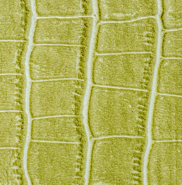 Green leather texture background — Stock Photo, Image