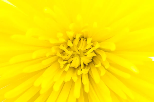 Fleur jaune isolée sur fond blanc — Photo