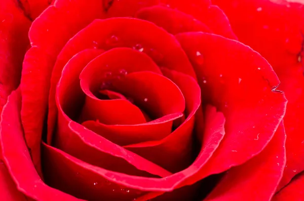 Closeup rose — Stock Photo, Image