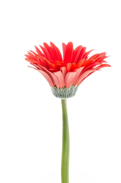 Gerbera — Stockfoto