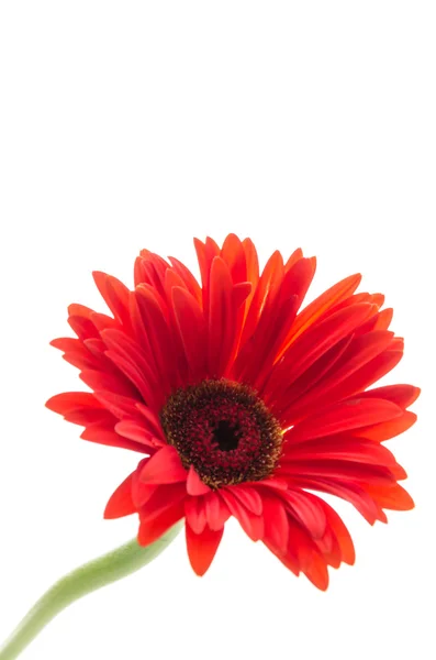 Gerbera — Stok fotoğraf