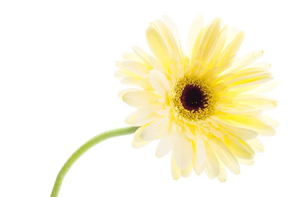 Gerbera — Stock Photo, Image