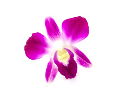 Beyaz arka plan Mor orkide çiçek izole