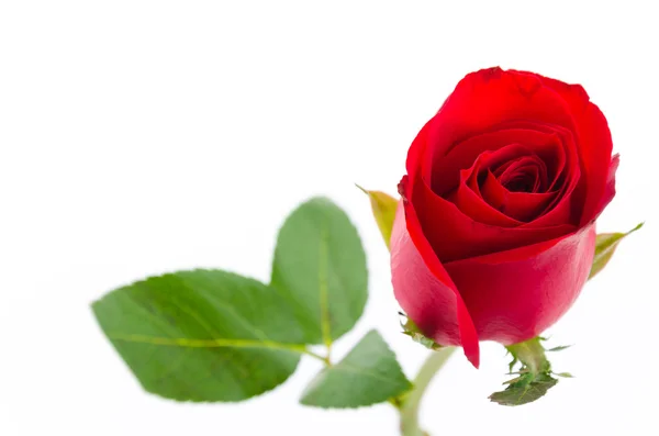 Rote Rose — Stockfoto