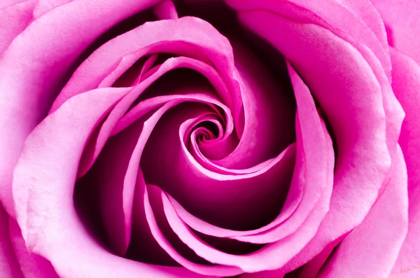 Pink rose — Stock Photo, Image