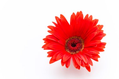 Gerbera