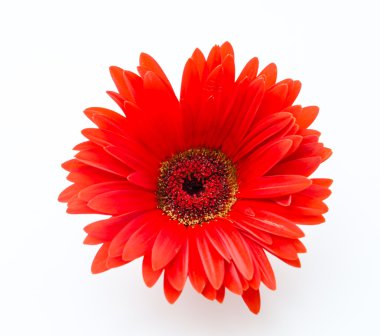 Gerbera