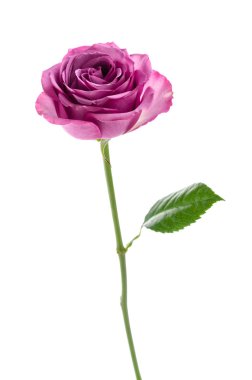 Pembe gül beyaz üzerine izole