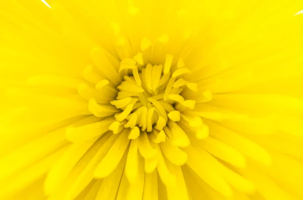 Yellow flower isolated on white background — Stock Photo, Image