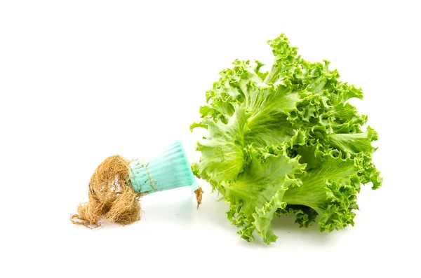 Légumes isolés sur fond blanc — Photo