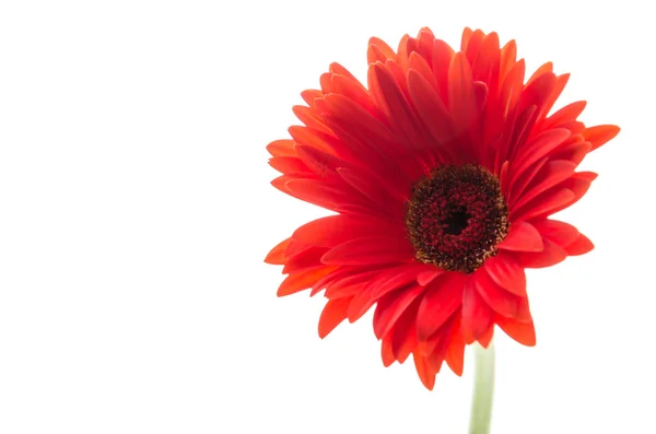 Gerbera — Stok fotoğraf