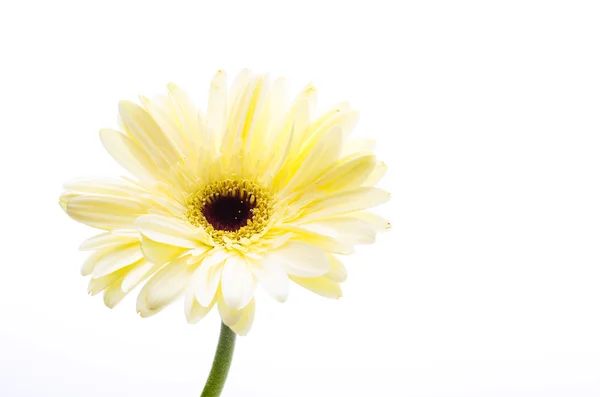 Gerbera — Stock Photo, Image