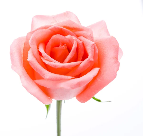 Rose — Stock Photo, Image