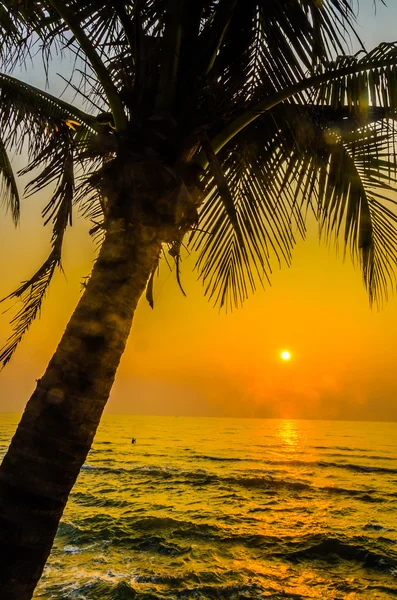 Silhouette palm sunset — Stock Photo, Image