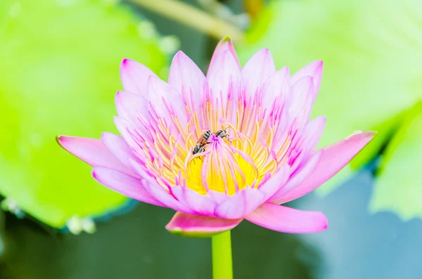 Flor de lótus — Fotografia de Stock