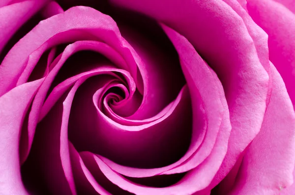 Pink rose — Stock Photo, Image